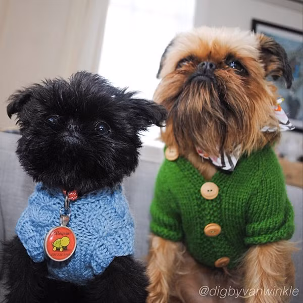 Digby &amp; Aloysius Van Winkle là giống chó cực đắt Brussels Griffon, sống ở Wellington, New Zealand. Cặp đôi này có hơn 300.000 người theo dõi trên Instagram và vô số những bộ trang phục đáng yêu khiến bạn không thể kìm lòng.