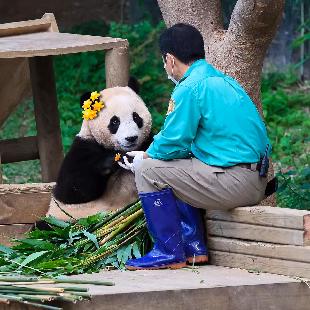 Độ nổi tiếng của Fubao đã vượt xa khỏi Hàn Quốc và giúp "đỉnh lưu mắt thâm" này có những điều đặc biệt khiến các fan phải bất ngờ.
