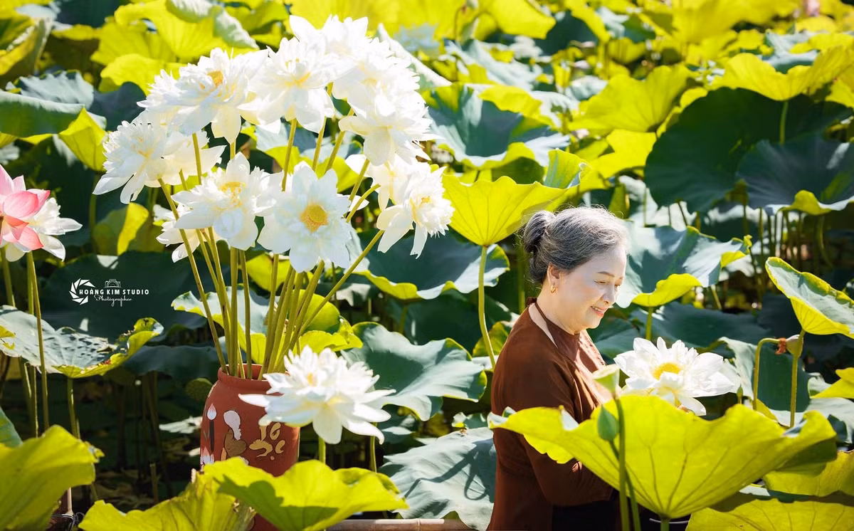 Đầm sen đang bung nở rất đẹp ở Chí Linh - Hải Dương.