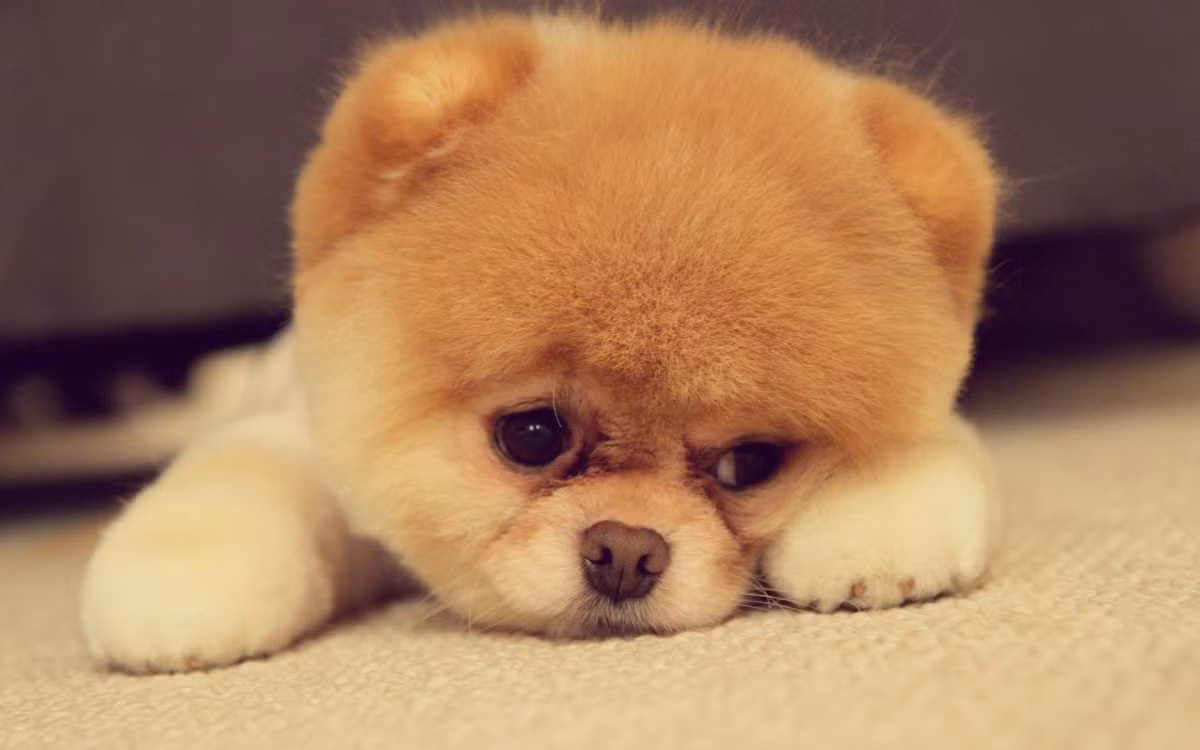 Giống chó Pomeranians có nhiều màu lông khác nhau, chúng nổi tiếng với ngoại hình đáng yêu, nhỏ xinh như một cục bông và tính cách hướng ngoại.