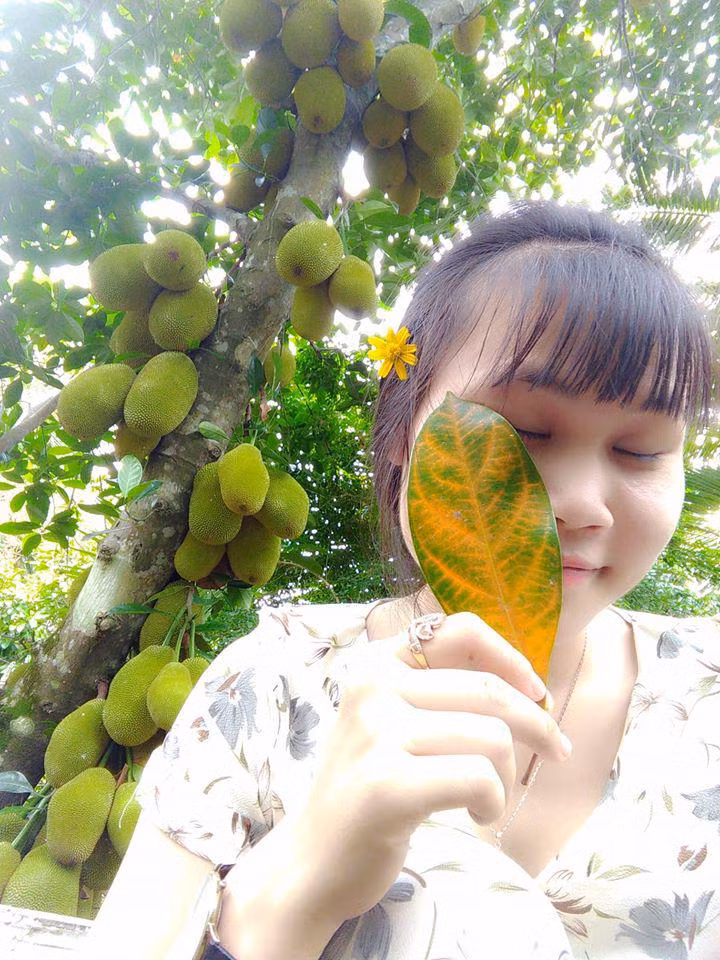 Mạng xã hội cũng từng xuất hiện những cây mít khác cũng cho rất nhiều quả từng khiến dân tình xôn xao.