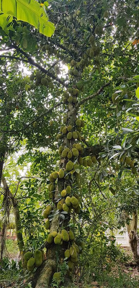 Đứng trước câu hỏi này, chủ của cây mít đã phân bua rằng: "Hình ảnh là thật, không hề dựng lên để câu like. Được biết, đây là giống mít tố nữ dạng siêu mắn. Mỗi nhánh cây phải ra đến hàng trăm quả. Loại mít này chỉ nặng từ 2-3kg. 