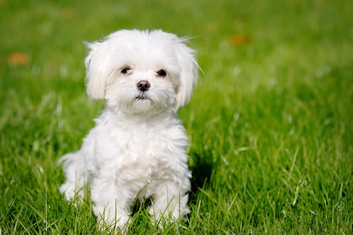 Maltese là một giống chó Ý nổi tiếng với bộ lông trắng mượt. Tuy nhiên nhiều chủ sở hữu đã thẳng tay cắt tỉa bộ lông của giống chó này để giữ vệ sinh và dễ chải chuốt hơn.