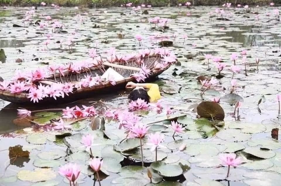 Mùa sen, mùa súng năm nào cũng có những tác phẩm để đời thế này.