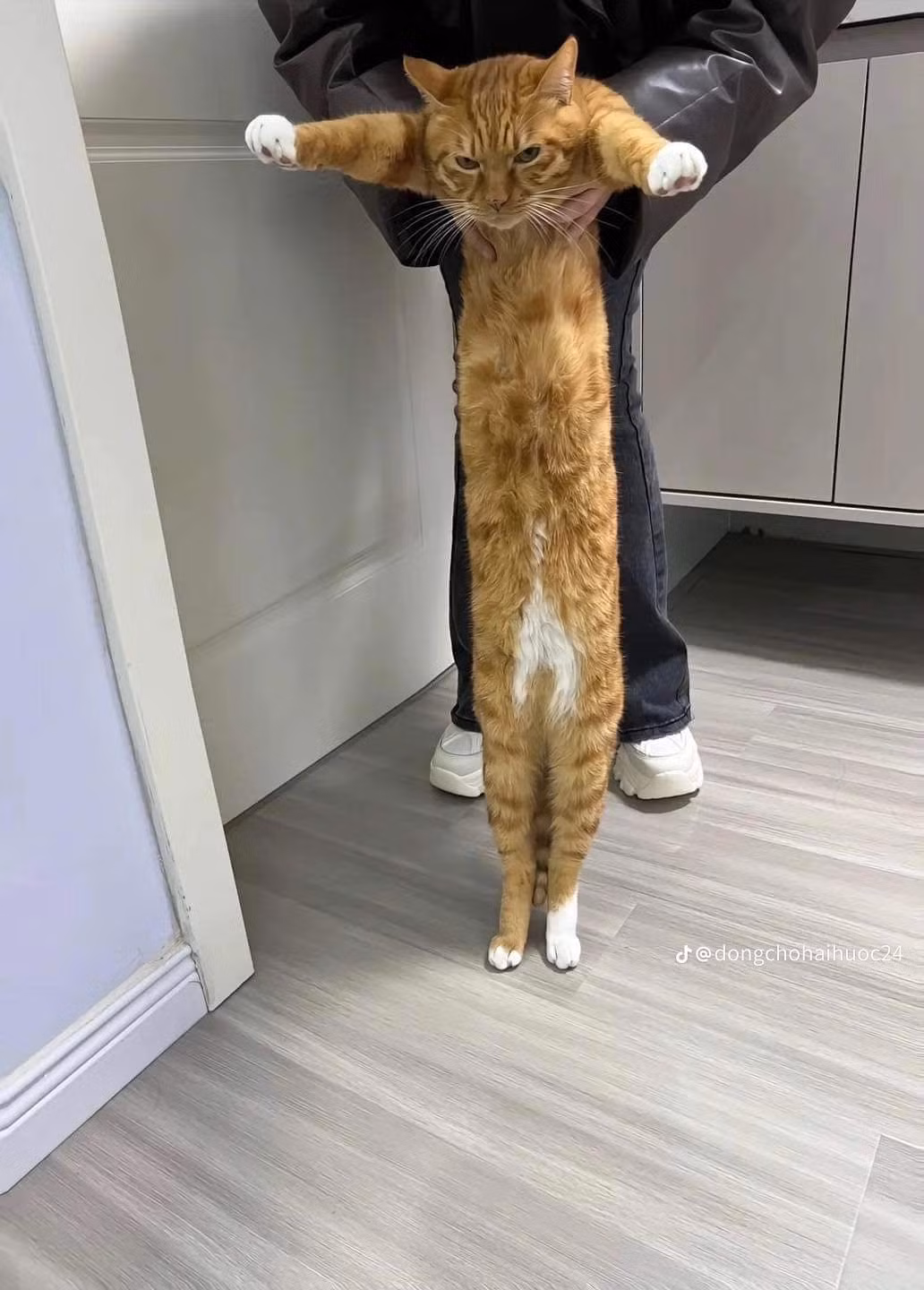 Tấm hình gốc vốn đã buồn cười