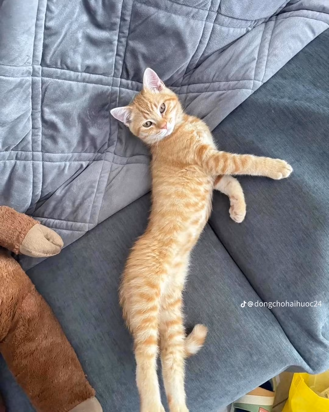 Gần đây trào lưu làm thú bông giống mèo cưng đang nở rộ