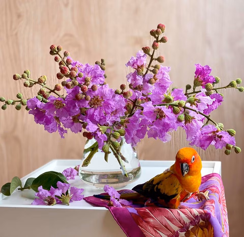 Cũng giống hoa phượng, bằng lăng cũng được tận dụng để làm đẹp nhà cửa khiến nhiều người phải bái phục vì độ sáng tạo của hội chị em.
