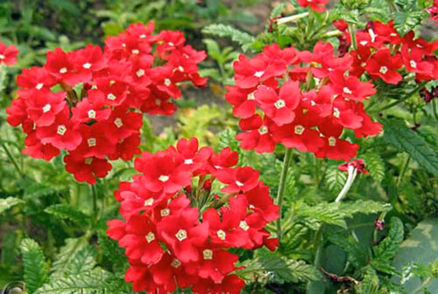 Nhung loai hoa co suc song manh liet, cang nang cang ruc ro