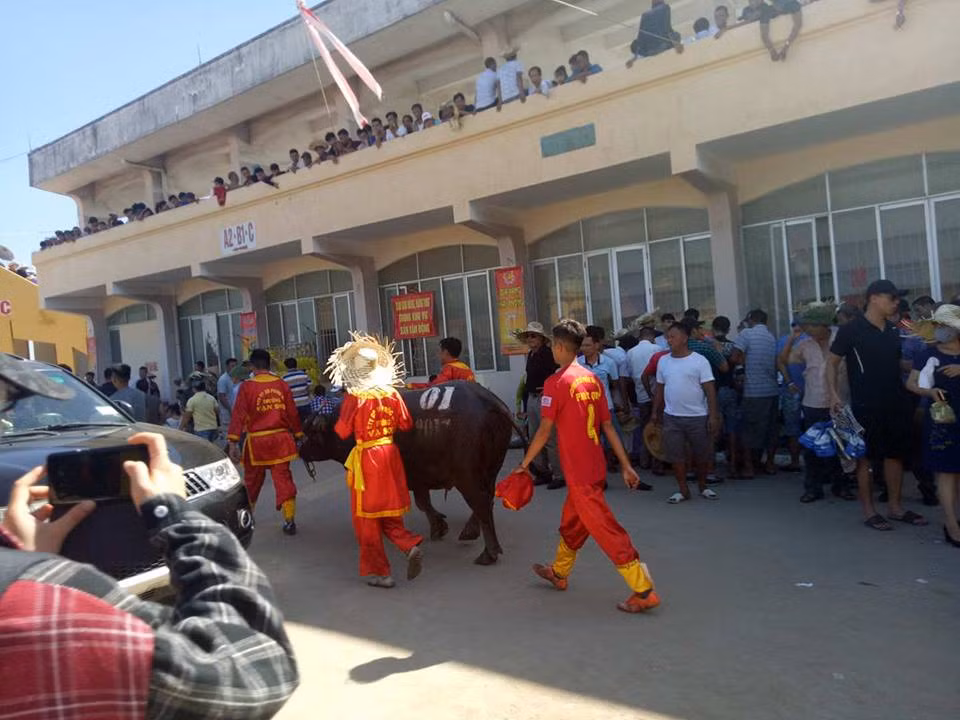 Nhóm thanh niên lực lưỡng mặc áo lễ hội chạy theo cố khống chế trâu. Người lao lên phía đầu giữ sừng, người khống chế các bên của thân trâu để kìm hãm sự hung hãn của nó. Con trâu sau đó được dẫn đi tắt qua dòng khán giả đang đi vào để đưa về khu giết mổ trước sự kinh hãi của nhiều người.