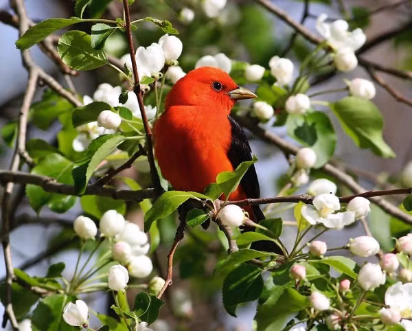 4 con giáp có cái kết viên mãn trong năm 2022 - Hình 3 4 con giap co cai ket vien man trong nam 2022-Hinh-3