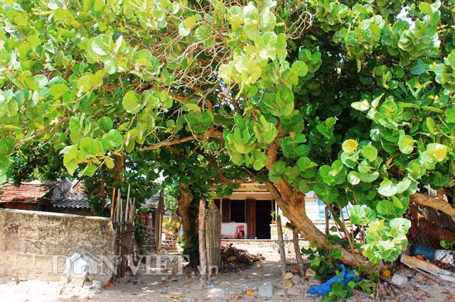 Cây tra thuộc cây gỗ lớn, cao chừng 10 - 20 mét, thân cong và phân cành thấp.