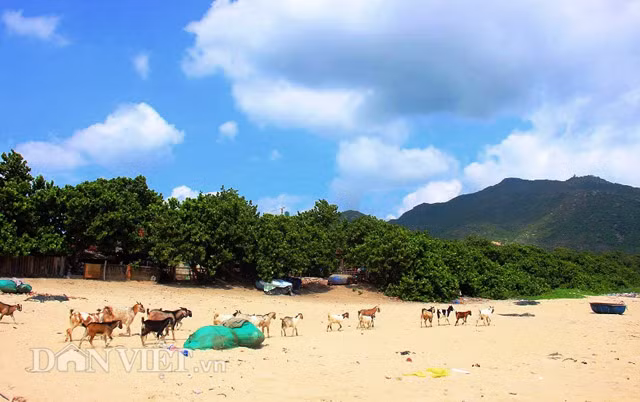  Cây tra bảo vệ ngôi làng khỏi nạn gió, cát và cho bóng mát. Vì vậy, chúng được người dân trong làng trân trọng như báu vật. Cạnh mái nhà lụp xụp nằm sát biển, gia đình bà Nguyễn Thị Huyện (60 tuổi, trú làng chài Trung Lương) có gần 20 cây tra vẫn đang rọi bóng mát.
