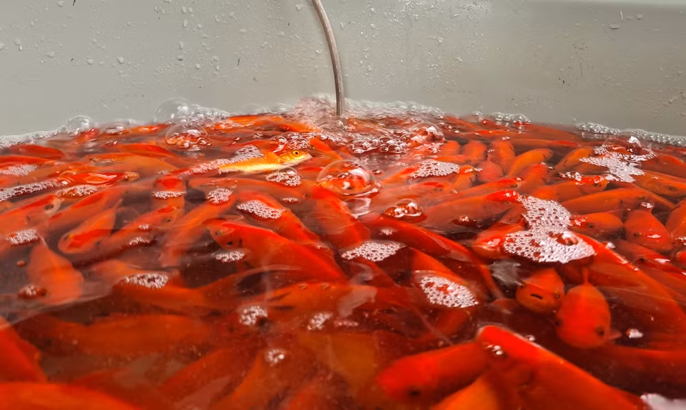 Năm nay giá cá chép bình ổn. Cá chép loại 1 có thân hình bóng, đỏ, đuôi dài, đầy đủ vây, vẩy, trọng lượng 30-35 con 1kg, loại 2 từ 40 con 1kg. Cá tuyển chọn càng to, có giá khoảng 80 nghìn đồng/1kg. Thời điểm Covid-19, cá chép có giá cao nhất lên khoảng 250 nghìn đồng/1kg, do người nuôi ít.
