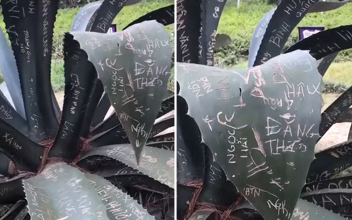 Hành động phá hoại này khiến nhiều người phẫn nộ, lên án về ý thức của bộ phận khách du lịch hiện nay.