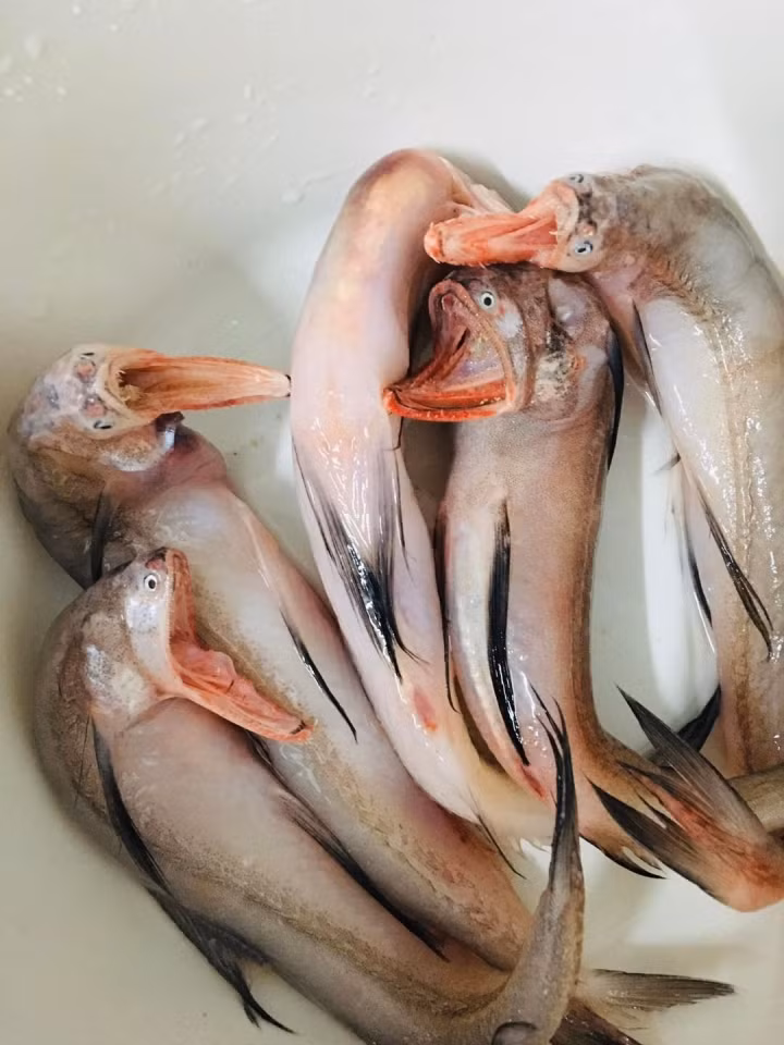 Mở ra thấy đàn cá biểu cảm thế này thì nấu nướng gì đây.