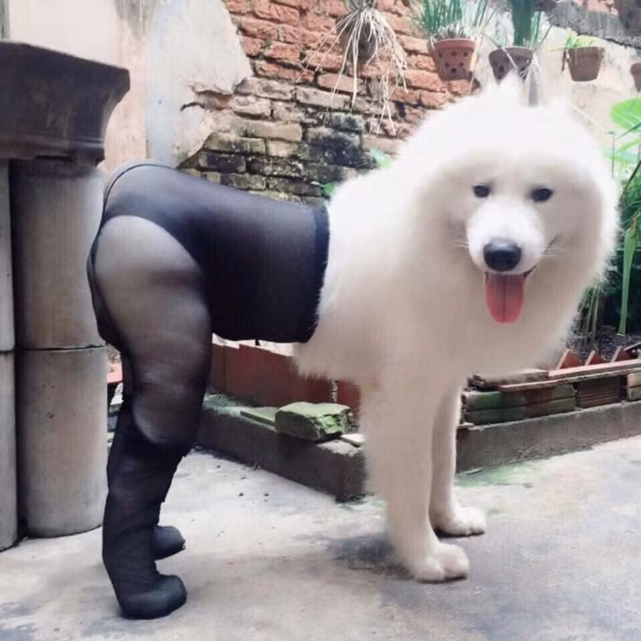 Sự kết hợp của những món đồ này lại tạo ra những style thời trang cực hài hước, có một không hai dành cho các loài động vật.