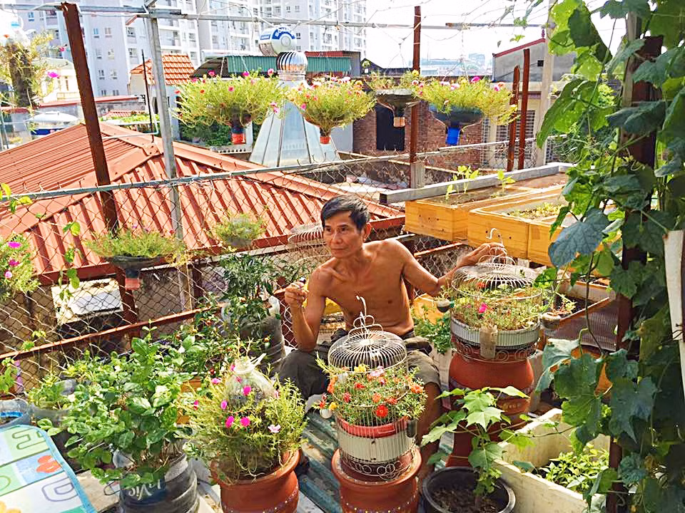 Hoa mười giờ phủ kín ban công sân thượng.
