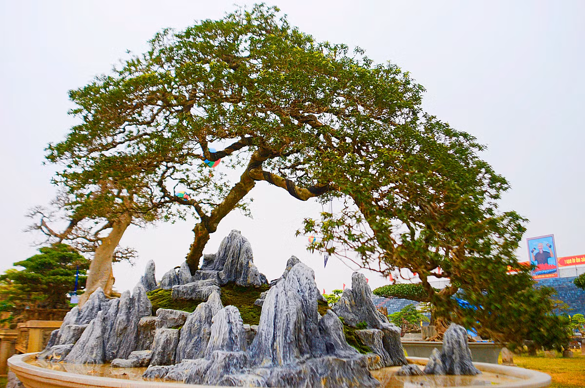 Thời điểm mới mua, cây ổi chưa ra dáng thế và chưa có tán bông rõ ràng.