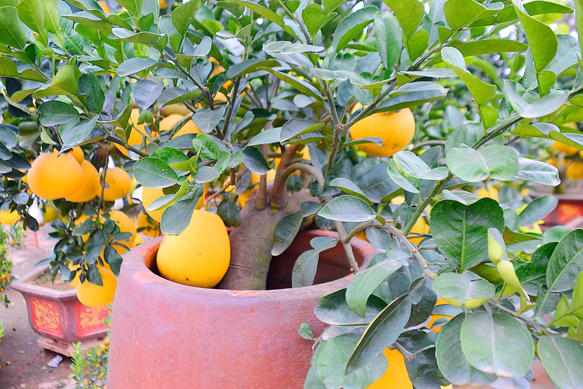 Với diện tích đất nhỏ nhưng nhiều năm nay cây bưởi này vẫn lên xanh tốt.