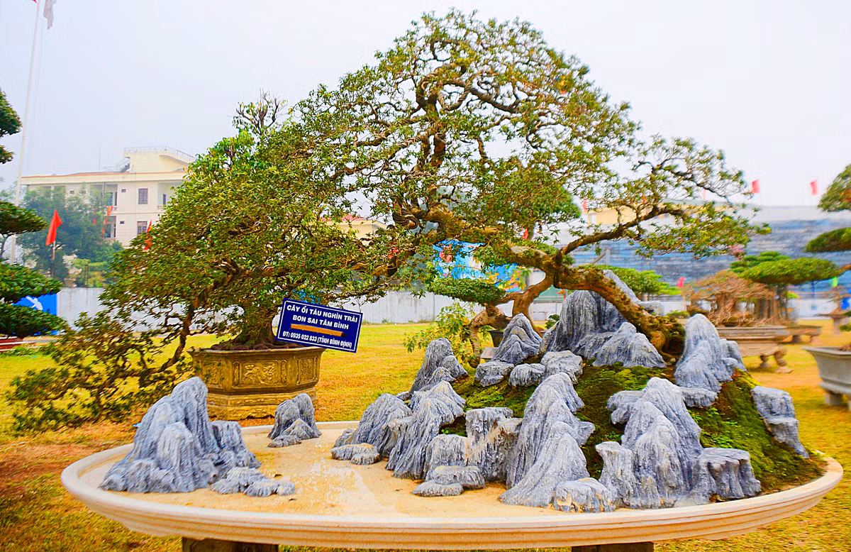 Cây bonsai ổi tàu nghìn trái, gần trăm tuổi này thuộc sở hữu của anh Từ Tâm Bình 30 tuổi, quê ở tỉnh Bình Định.