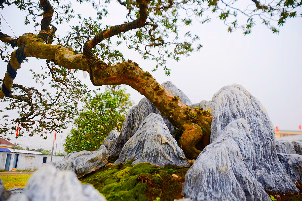 Cây ổi bonsai này là giống ổi sim có chiều cao hơn 2m.