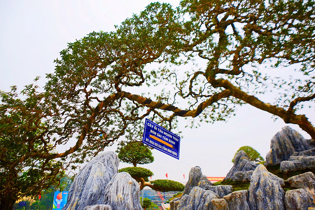 Theo anh Tâm Bình, anh mua cây ổi này từ một người chơi cây ở Tp. Hồ Chí Minh vào năm 2003.
