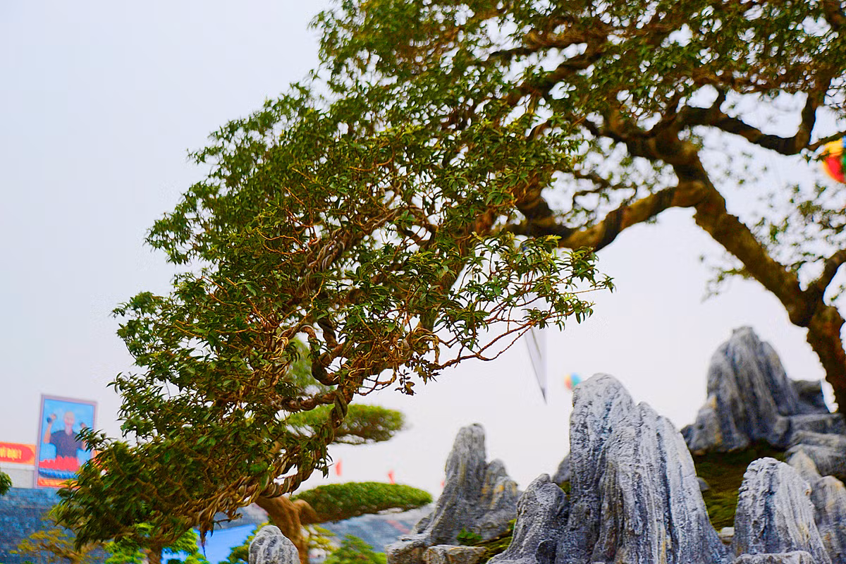 Lá của cây ổi tàu nghìn trái không lớn nhưng luôn xanh mướt.