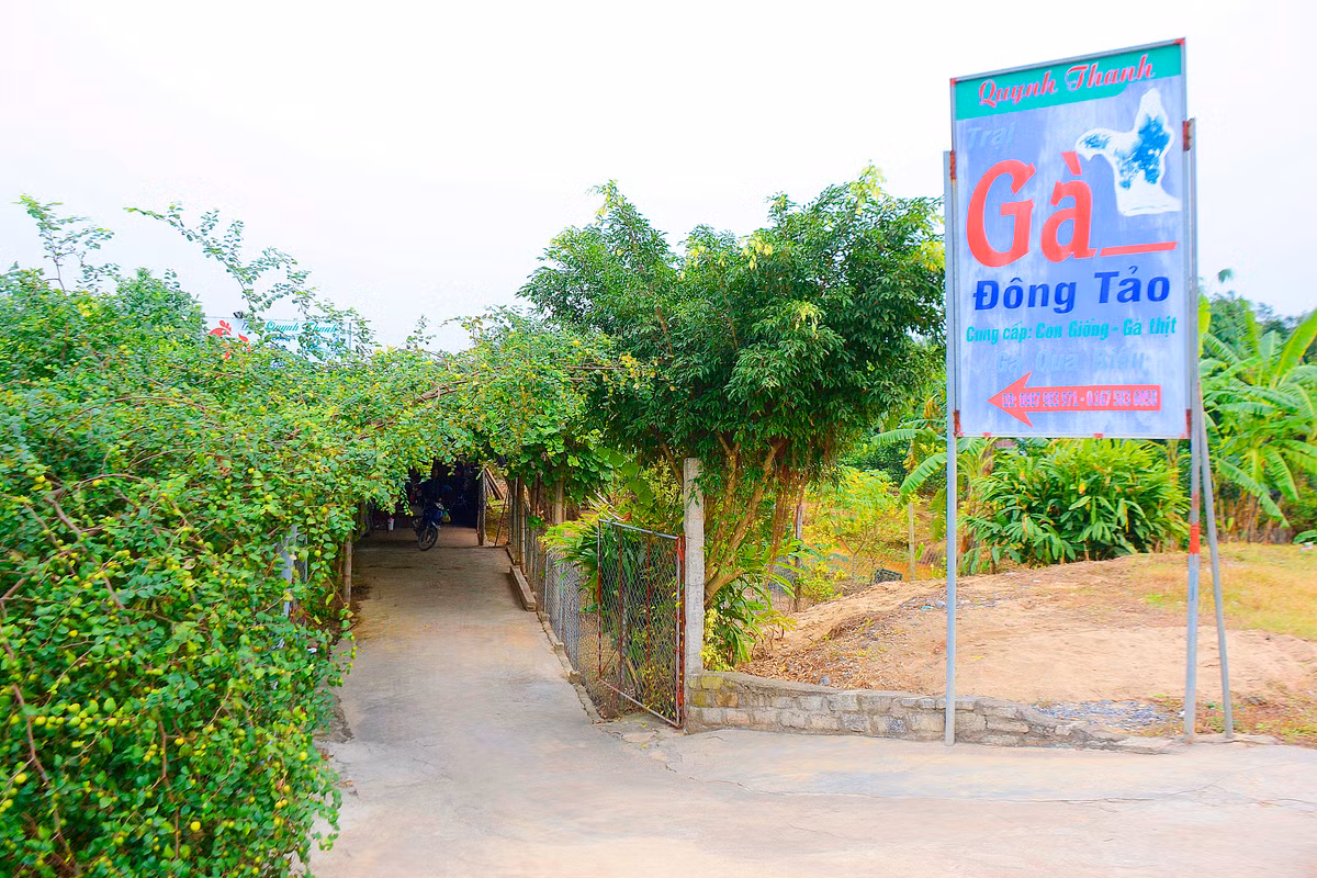 Trại gà Đông Tảo Quynh Thanh là một trong những trang trại gà Đông Tảo lớn của xã Đông Tảo, Khoái Châu, Hưng Yên với số lượng gà Đông Tảo thuần chủng - loại gà có cặp chân “siêu khủng” - cung cấp ra thị trường lên đến hàng trăm con/năm.