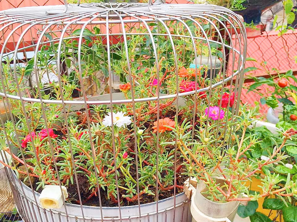 Hoa mười giờ được nhiều chị em yêu thích vì có ưu điểm là nở từ 6h sáng và lâu tàn...