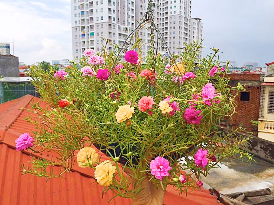 Trời mát hoa có thể nở đến tối.