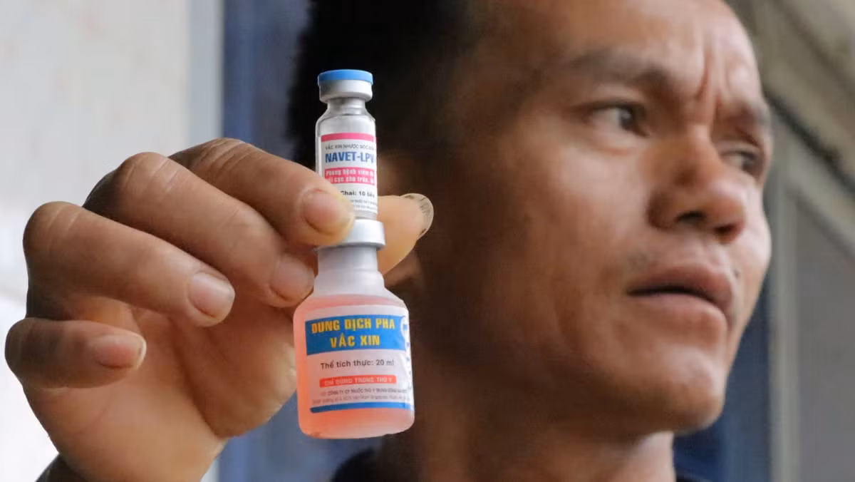 Lâm Đồng: Vaccine có ảnh hưởng đến việc bò chết hàng loạt - Hình 3 Lam Dong: Vaccine co anh huong den viec bo chet hang loat-Hinh-3
