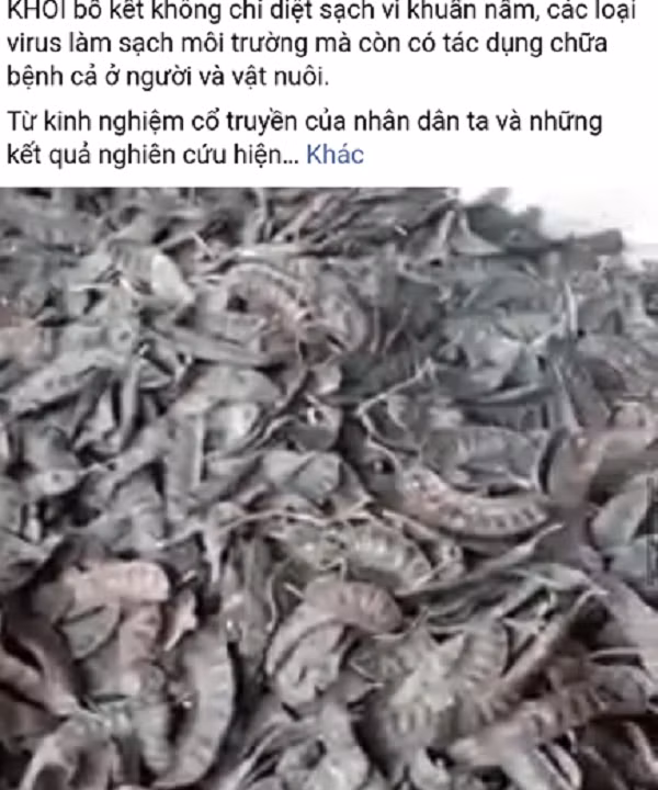 Thuc hu toi Ly Son, bo ket, den xong tinh dau... co the tieu diet virus corona-Hinh-2