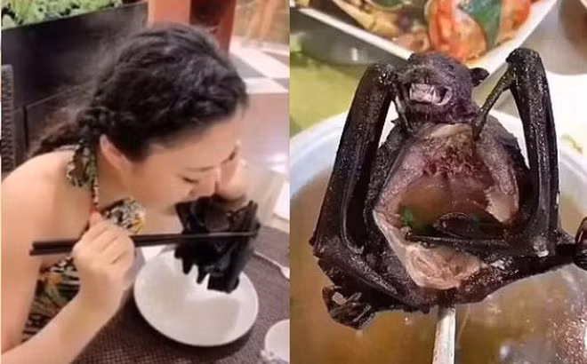 Trước đó, MC Uông Mộng Vân vấp phải nhiều chỉ trích khi để lộ đoạn clip ăn súp dơi trong một chương trình quảng bá về du lịch vào tháng 6/2016. Trong đoạn clip, cô cùng một người bạn rất hào hứng thưởng thức món ăn này. Họ thậm chí còn khen món súp dơi rất ngon.