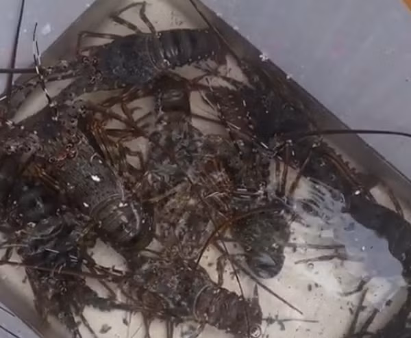 “Giai cuu” tom hum gia re: Nguoi tieu dung dang bi dan buon lua?