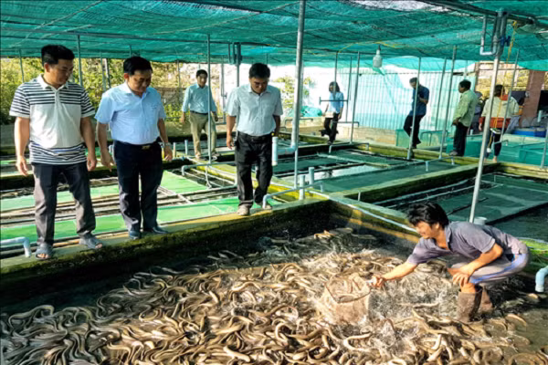 Nuoi luon khong bun, nhung nhuc toan con to, ca lang tram tro khen