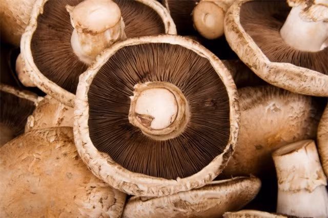 Top 5 loai thuc pham giau protein hon ca thit, nuoi duong co the khoe manh