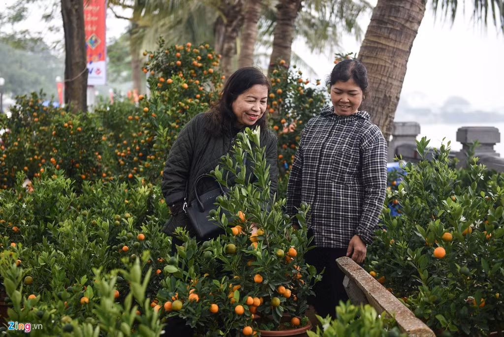 Bà Minh Toan (bên trái) người dân quận Ba Đình, cho biết năm nào cũng mua quất để chơi Tết. So với năm ngoái thì giá quất không thay đổi nhiều, khoảng 300.000 đồng là có được một cây quất nhỏ, dáng đẹp.