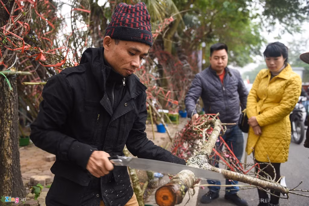Đào rừng trong dịp Tết Nguyên Đán năm nay cũng là mặt hàng đang được ưa chuộng. Giá đào rừng cũng không hề rẻ, luôn ở mức vài triệu đồng mỗi cành. Cành đào đang được cưa bớt, chuẩn bị bán đi này có giá 5 triệu đồng.