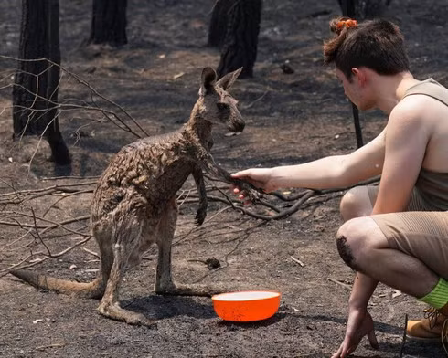 Kangaroo bị bỏng nặng vào nhà dân tìm sự giúp đỡ sau cháy rừng Australia - Hình 2 Kangaroo bi bong nang vao nha dan tim su giup do sau chay rung Australia-Hinh-2