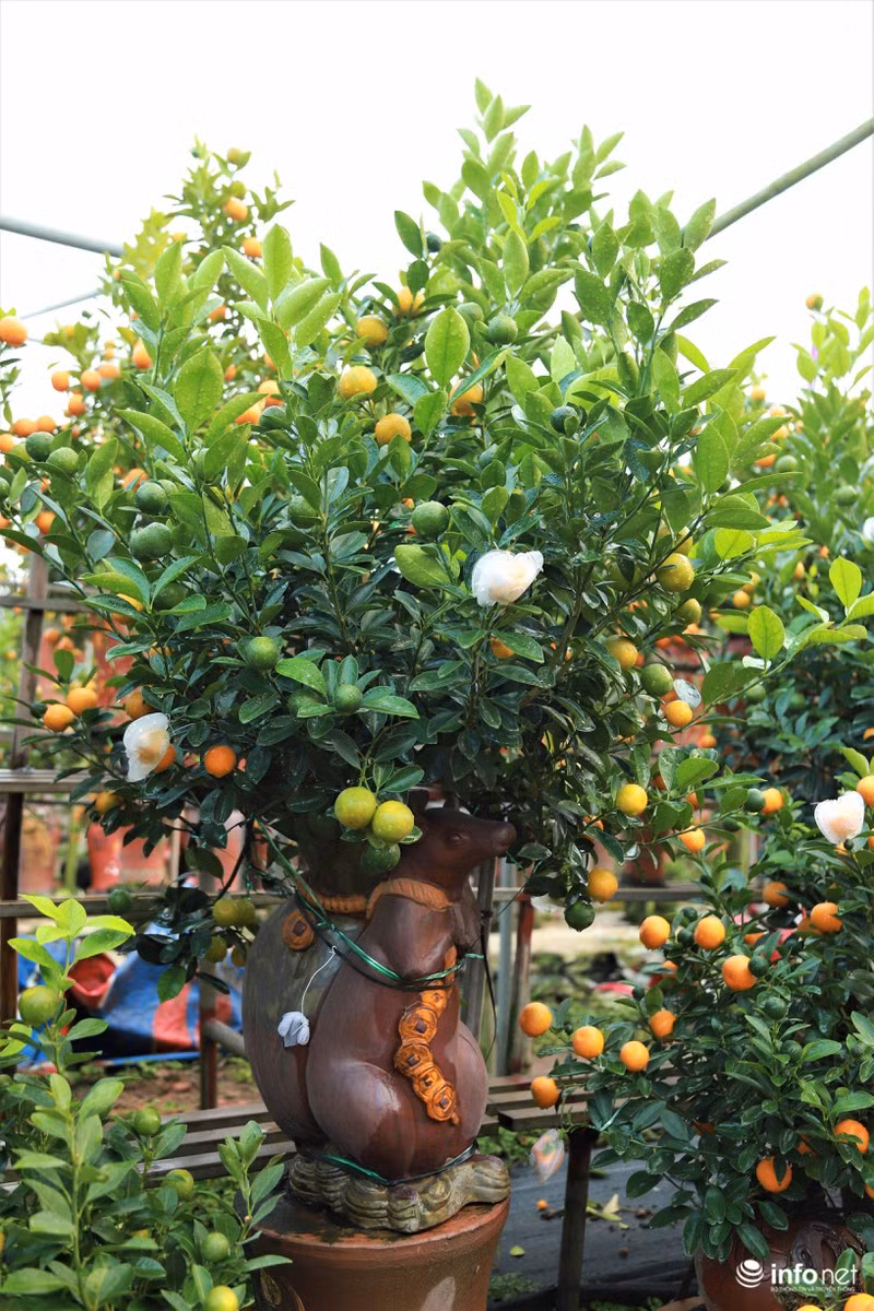 “Chuột cõng quất bonsai” giá cả triệu mỗi cây, hút khách dịp Tết Canh Tý “Chuot cong quat bonsai” gia ca trieu moi cay, hut khach dip Tet Canh Ty