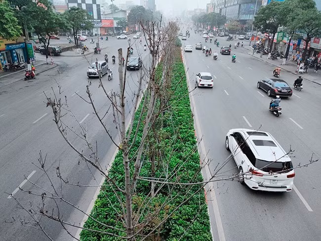 Căn cứ thực trạng theo dõi cây phong, Sở Xây dựng đề xuất: Phương án 1: Trồng thay thế bằng toàn bộ cây bàng lá nhỏ, có đường kính thân cây 10- <15cm; chiều cao vút ngọn 6-8m. Phương án 2: Trồng đan xen giữa 1 cây bàng lá nhỏ có đường kính thân cây 10- <15cm; chiều cao vút ngọn 6-8m và 1 cây cọ dầu đường kính 40-60cm, chiều cao lộ thân ≥ 2m. 