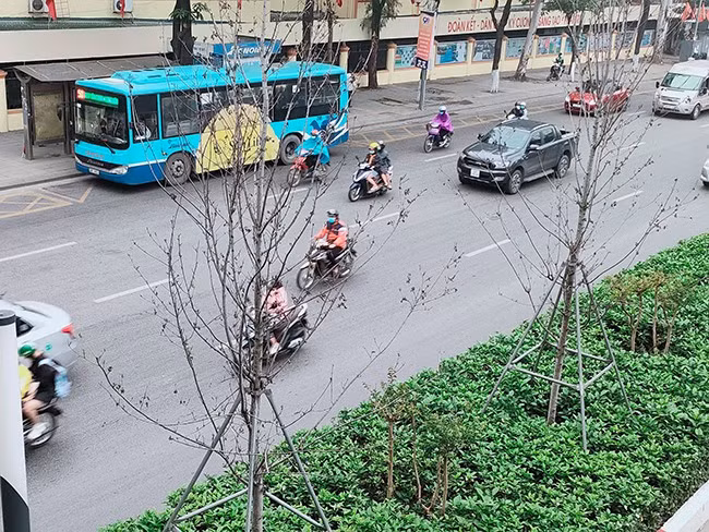 Có 217 cây còn sống sinh trưởng, phát triển kém. Sau một thời gian, lá bị héo; cành, nhánh bị khô và hay bị sâu bệnh (Công ty TNHH một thành viên Công viên cây xanh Hà Nội đã nhiều lần phun thuốc phòng trừ sâu bệnh). 