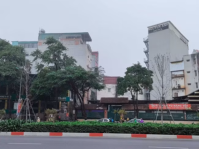 Trước đó, tại Văn bản số 1990/SXD-HT (ngày 19/3/2021) gửi UBND thành phố Hà Nội, Sở Xây dựng Hà Nội cho biết, qua theo dõi hệ thống cây xanh trên địa bàn thành phố, cây phong trồng thử nghiệm trên dải phân cách tuyến phố Nguyễn Chí Thanh - Trần Duy Hưng sinh trưởng, phát triển kém. 