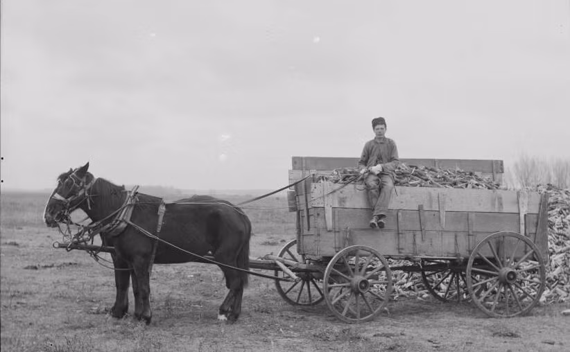 Một người thu hoạch ngô làm việc ở Lexington vào khoảng năm 1905.