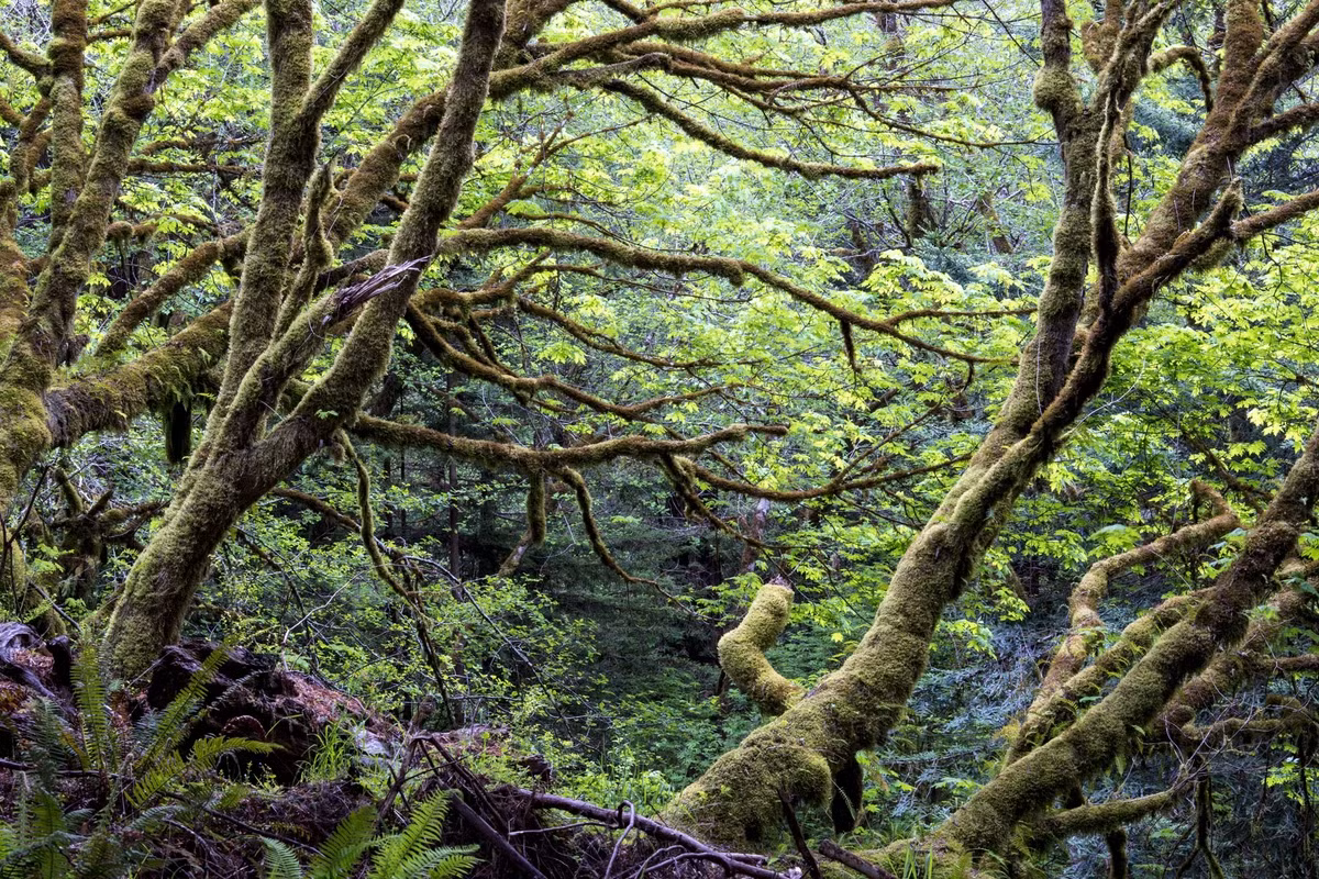 Những cây phủ đầy rêu nằm trong Khu bảo tồn rừng Headwaters ở Quận Humboldt, California.