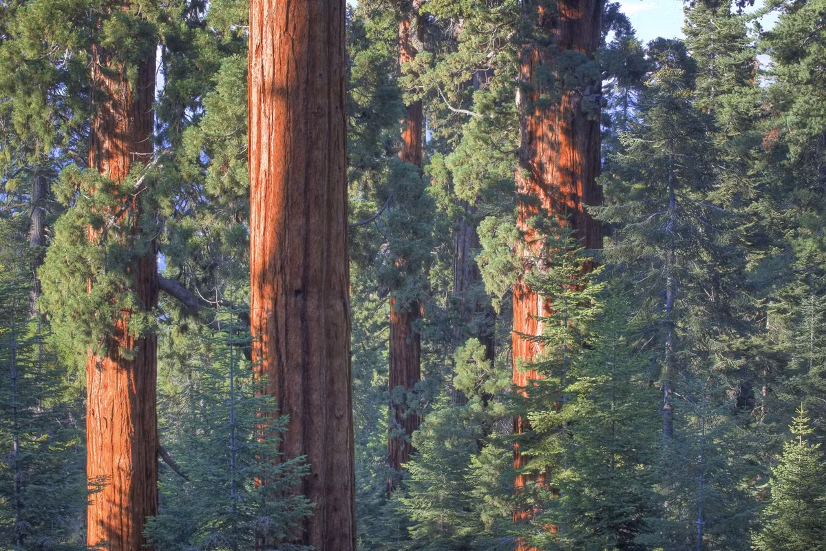 Bên trong rừng cây Sequoia nằm gần Công viên quốc gia Sequoia.