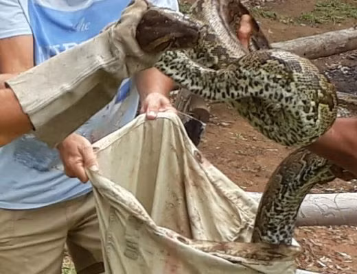 Trăn đá châu Phi khổng lồ bị bắt dài hơn 5 mét. Trăn đá châu Phi khổng lồ bị bắt dài hơn 5 mét.