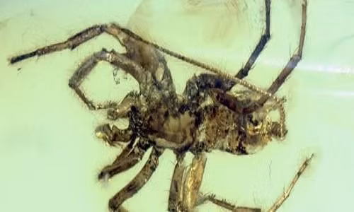 Loài nhện có đuôi tồn tại cách đây 100 triệu năm. Ảnh: sciencealert.com
