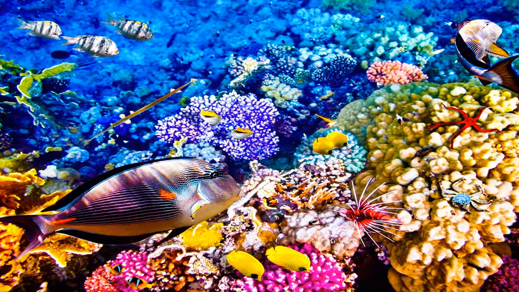 Di sản thế giới Great Barrier Reef - hệ sinh thái rạn san hô lớn nhất thế giới - là nơi cư trú của 1.625 loài cá. Nếu có thể, hãy ở lại vài ngày trên đảo Lizard, nơi có các điểm lặn nổi tiếng như Cod Hole và 24 bãi biển hẻo lánh. Đến Cairns, bạn có thể đi tàu trên tuyến đường sắt Kuranda Scenic Railway xuyên qua những đường hầm và rừng mưa cổ. Đi cáp treo Skyrail Rainforest Cableway, bạn sẽ được chiêm ngưỡng quang cảnh Khu di sản thế giới Wet Tropics. Ảnh: Business Insider.