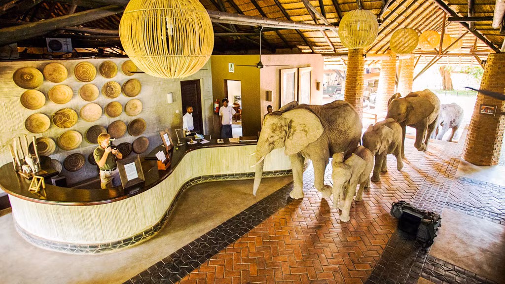 Tháng 5 đến tháng 11 hàng năm, động vật hoang dã của Zambia lại đổ về những khúc sông và hồ nước. Nếu đến đây vào tháng 11, hãy ngụ tại khách sạn Mfuwe Lodge để tận mắt chứng kiến cảnh tượng kỳ thú: đàn voi đủng đỉnh diễu qua quầy lễ tân tiến ra vườn ăn xoài chín. Từ tháng 11 đến tháng 12, đàn dơi ăn quả châu Phi trên đường di cư sẽ đáp xuống một góc tại công viên quốc gia Kasanka. Ngoài ra, hãy thử đến thăm thác Victoria và thử cảm giác mạo hiểm khi bơi ở mép thác, việc bạn chỉ có thể làm trong những tháng khô ráo. Ảnh: Natural World Safaris.